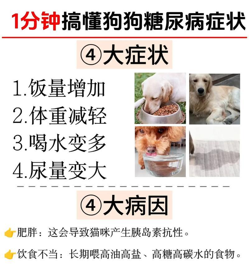重度糖尿病的狗狗能活多久？（探索狗狗糖尿病的寿命与管理方法）