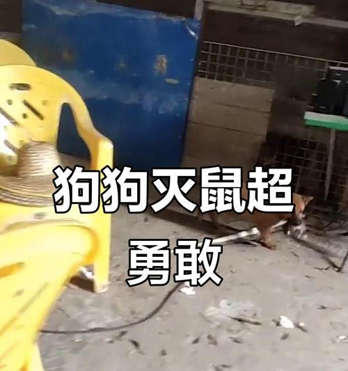 狗吃死老鼠对其健康的影响（探究狗吃死老鼠的时间与健康风险，保护宠物安全）