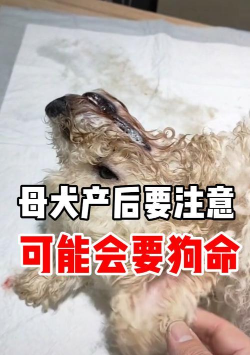 狗狗爱吃骨头，但危险可不小！（了解狗狗的饮食习惯，避免骨头带来的危险）