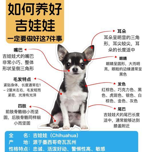 吉娃娃睁眼需要多久才能看见？（探究吉娃娃睁眼后的视力发展及时间需求）