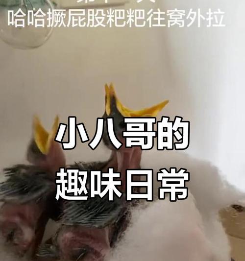 八哥吃东西多久拉屎的时间间隔（探寻八哥拉屎的规律与原因）