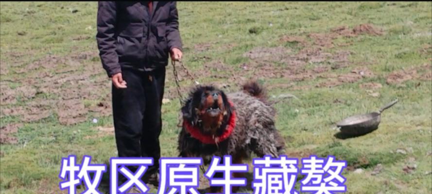 河曲藏獒（神秘而威猛的草原守护者）