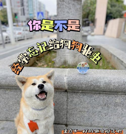 狗的排卵周期及关键因素（了解你的狗什么时候最容易怀孕）