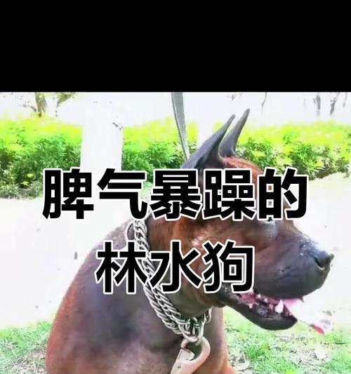 勇猛无畏的世界十大斗犬（纯种斗犬均价4万起，你敢拥有吗？）