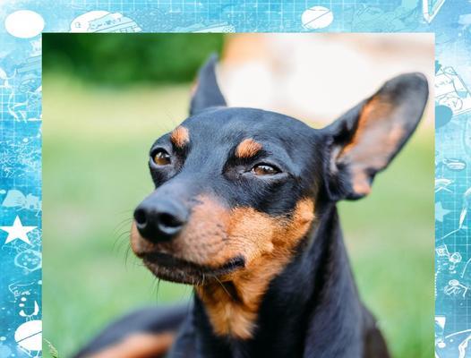 揭秘捕鼠犬（从血统到特训，解析捕鼠犬的神奇能力）