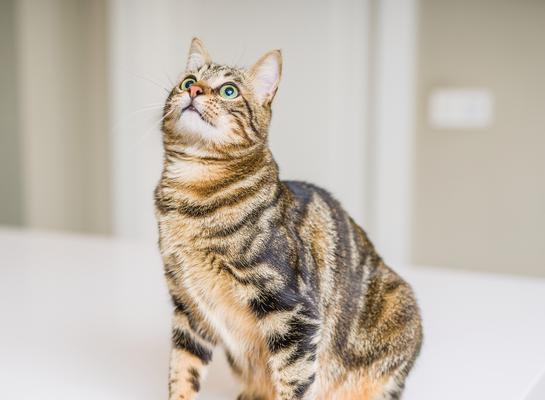 狸花猫（探寻狸花猫的优点与魅力）