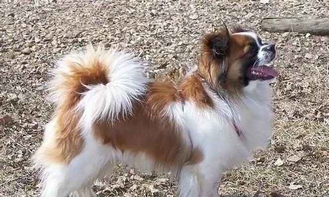 中国折耳狗——古老而珍贵的犬种（深入了解中国折耳狗的历史、特征和保护现状）