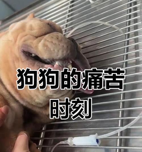 狗狗剖腹产的费用及产前症状详解（了解狗狗剖腹产的费用和产前症状，保障宠物的健康）