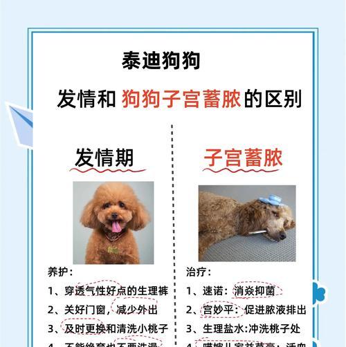 泰迪螨虫治疗方法及时间（揭秘泰迪螨虫的根源与有效的治疗方案）