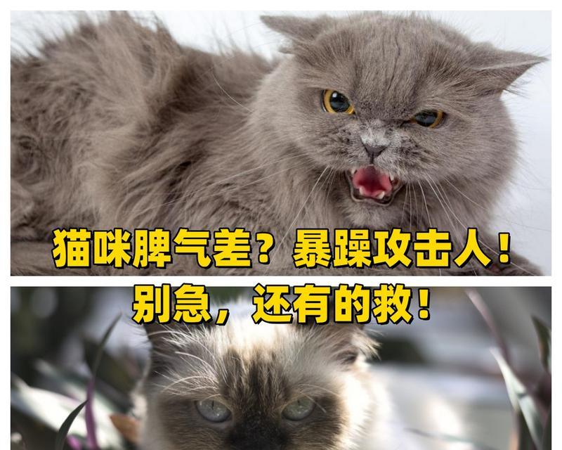 猫来了多久攻击（探索猫攻击时间的影响因素）