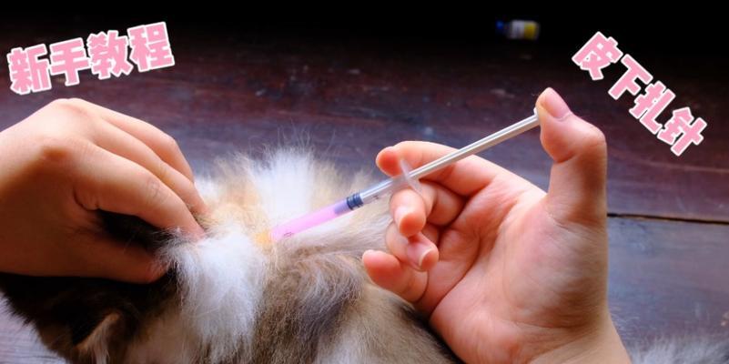 猫打完针后多久能洗澡？（了解打完针后猫咪洗澡的时间和注意事项）