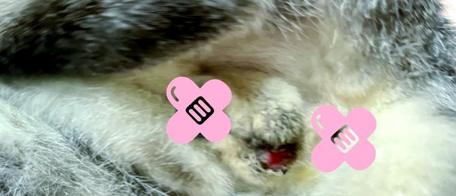公猫绝育手术所需时间及注意事项（了解公猫绝育手术需要多久，掌握术前术后注意事项）