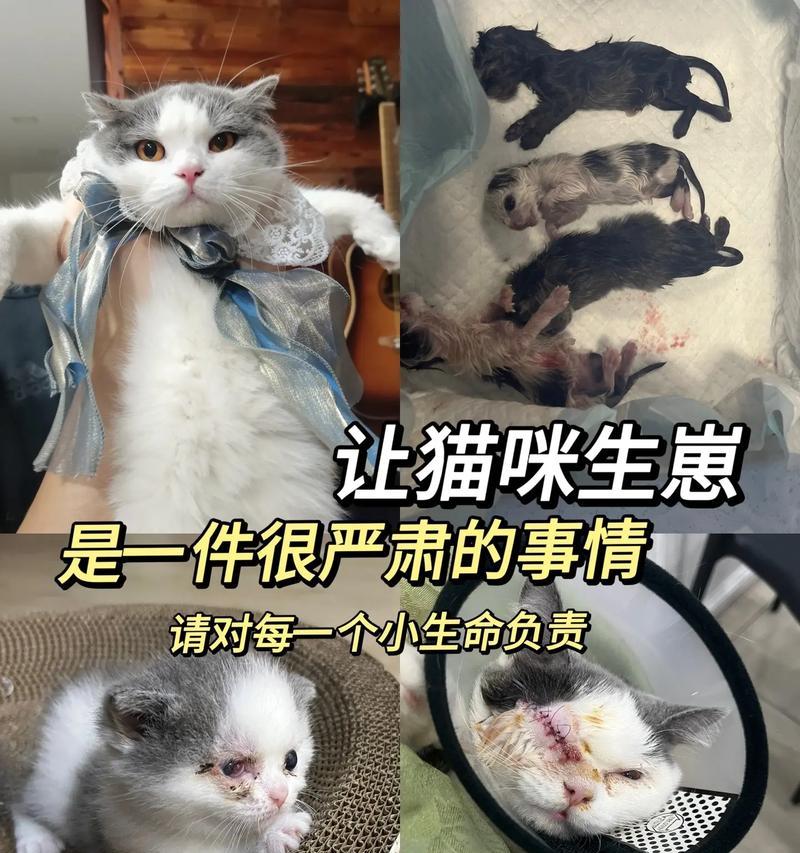 猫咪的繁殖周期及生育时间（探究猫咪生育的关键因素和生育期限）