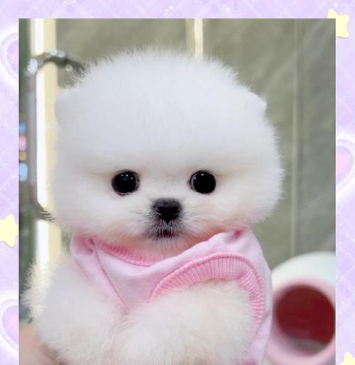 博美幼犬回家后何时可以洗澡？（了解适当的洗澡时间，让你的博美幼犬保持健康与舒适）