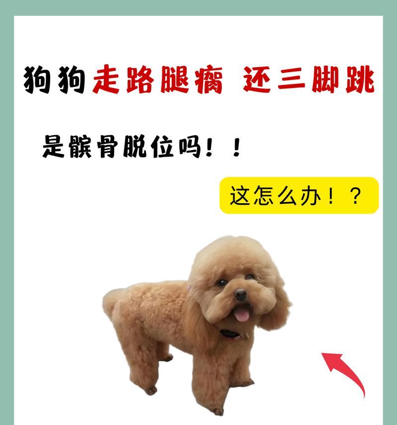 幼犬成长过程中的行走发展（多久会走？幼犬行走发展关键时期解析）