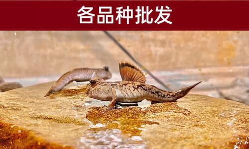 探寻水族观赏鱼类的奇妙世界（令人陶醉的水下生活与独特之美）
