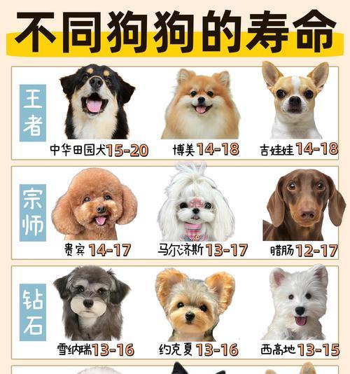 母狗之爱——母狗名字的主题文章（深入探索母狗名字的意义与故事）