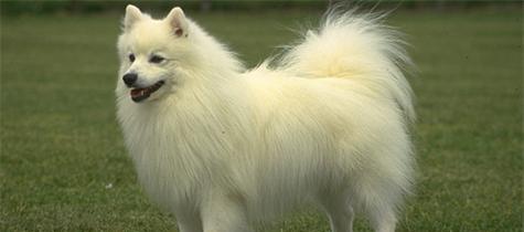 银狐犬的价格及性格特点（了解银狐犬的价格及其温顺性格）