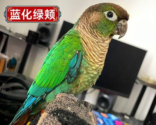 合法宠物的选择与养护（探索适合家庭的宠物种类及其相关规定）