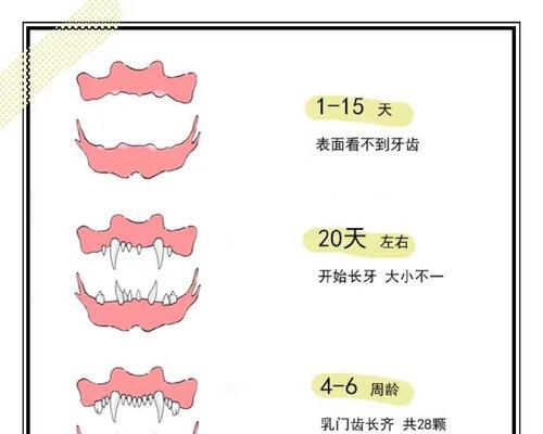 狗狗年龄判断的关键指标（通过观察6个部位揭示狗狗的真实年龄）