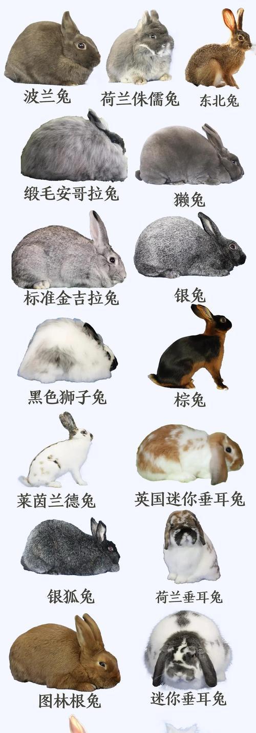 宠物兔的饲养与误区（解析养兔必知的误区，让你的兔兔健康快乐成长）