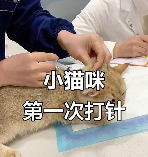 幼猫打疫苗的时间和注意事项（了解幼猫打疫苗的最佳时机及相关注意事项）
