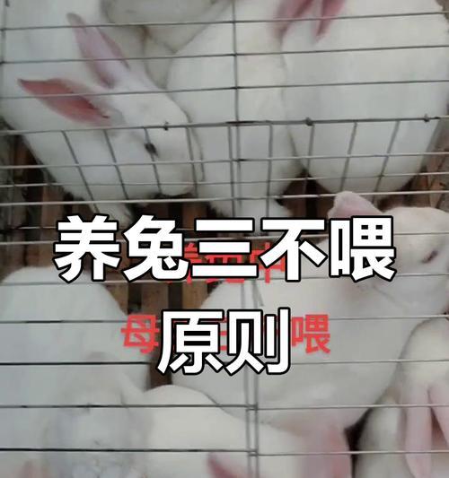 兔仔不喂奶能活多久？（养兔技巧，了解兔仔的生存能力）