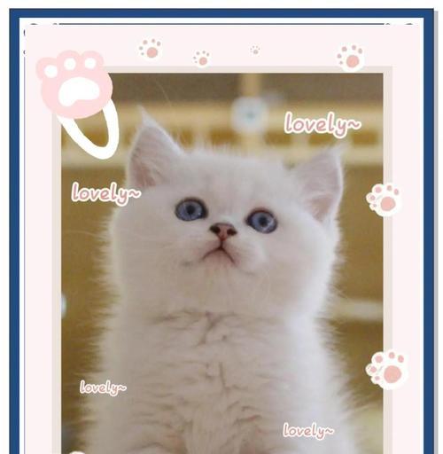 银点猫的色素变黑原因及不粘人的特点（探究银点猫毛色黑化的原因与解读其独立性格特征）