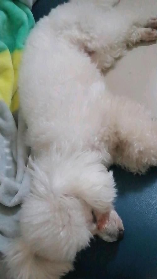 关爱泰迪犬生理期，让它更健康快乐！（主人须知的关爱小贴士，帮助泰迪犬度过生理期）
