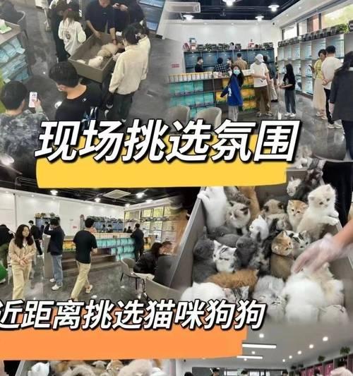养萨摩耶幼犬，正确的喂养频率是多久一次？（以萨摩耶幼犬的成长需要，科学喂养是关键）