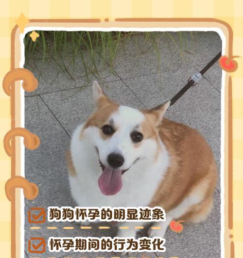 狗狗怀孕的一切（了解狗狗的怀孕过程及相关知识）