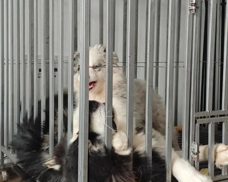 阿拉斯加犬的争斗行为与时间间隔（探讨阿拉斯加犬之间发生争斗的频率和间隔时间）