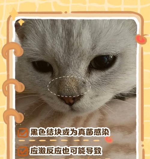 猫鼻子皮肤病的症状及治疗方法（了解猫鼻子皮肤病的常见症状，及时治疗保护猫咪的健康）