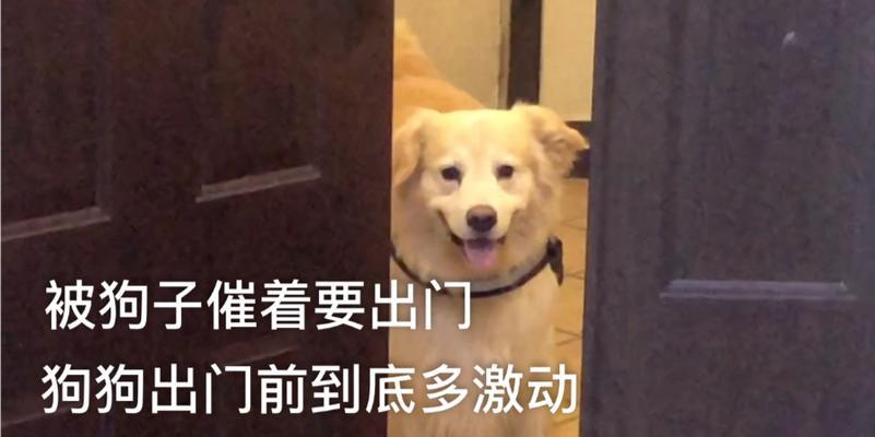 狗狗进家后多久可以出门？（探讨宠物狗进家后适宜出门的时间和条件）