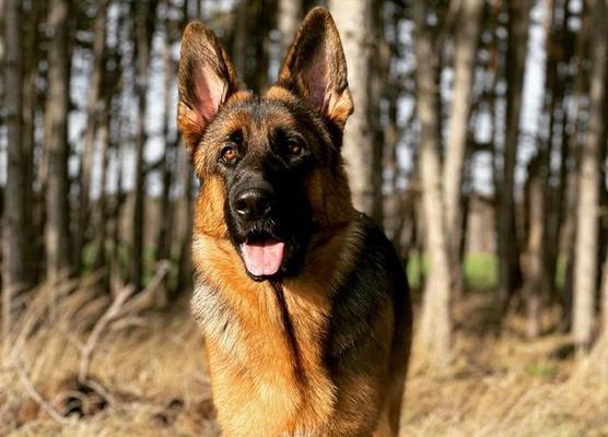 德国牧羊犬掉毛的原因与管理方法（揭秘德牧掉毛的秘密与有效控制方法）