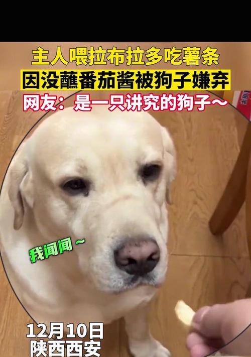 狗狗能吃西红柿吗？探讨狗狗饮食中西红柿的安全性（了解西红柿对狗狗的影响及番茄酱的替代选择）