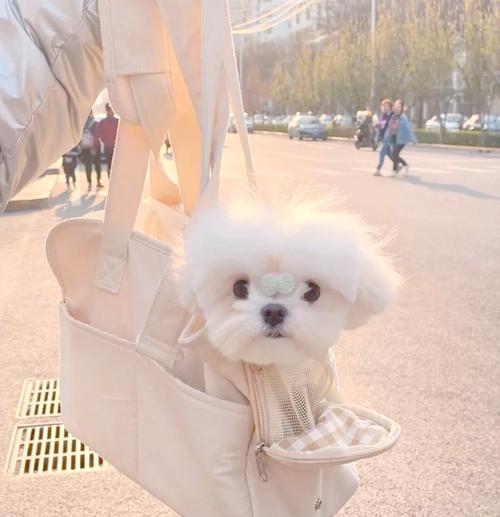 养茶杯犬的种种困难（为何不建议选择茶杯犬作为宠物？）