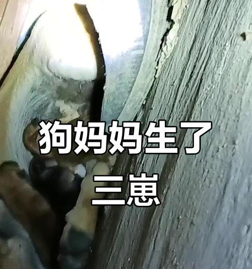 母狗生完后多久可以外出？（外出时间安排和注意事项）