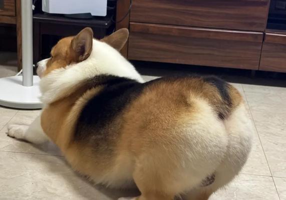 狗狗抬屁屁的姿势是什么信号？（解读狗狗抬屁屁的意义与沟通方式）