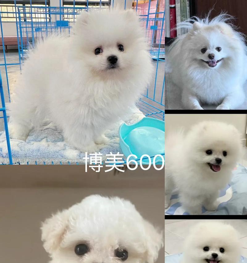 博美的生育周期研究（揭秘博美的繁殖周期及养护要点）