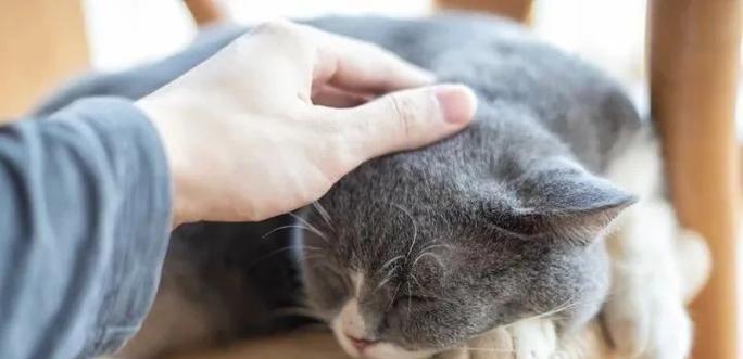 如何知道猫不喜欢你（探索猫咪情感世界，发现不喜欢你的细微信号）