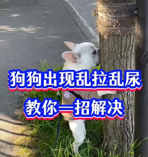 狗狗频繁放屁的问题解决方法（有效应对狗狗放屁，让它们健康快乐生活）