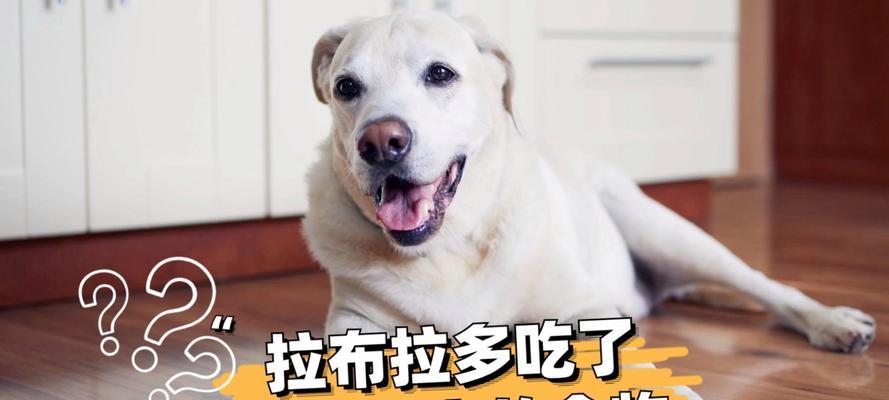 拉布拉多咳嗽的治疗方法与药物选择（了解适用于拉布拉多咳嗽的药物及使用注意事项）