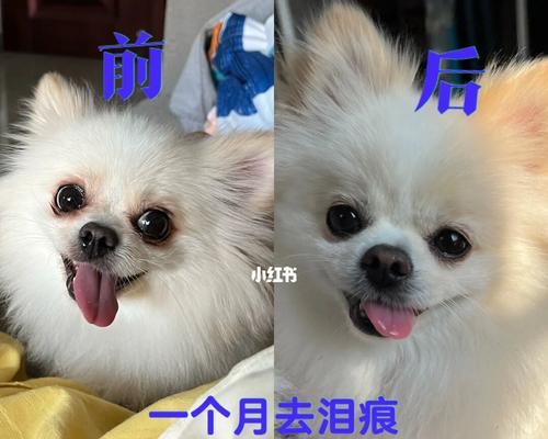幼犬排便频率与健康的关系（了解幼犬正常排便频率及注意事项，帮助宠物健康成长）
