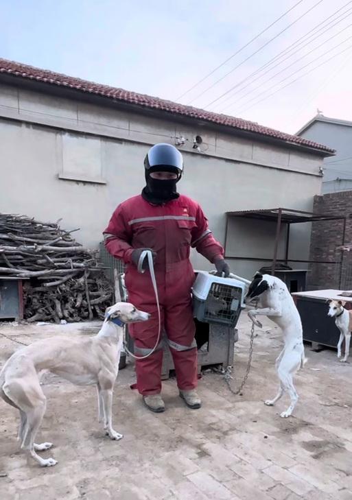 “以撵兔子的狗（狩猎专家、灵敏迅捷、极具毅力）