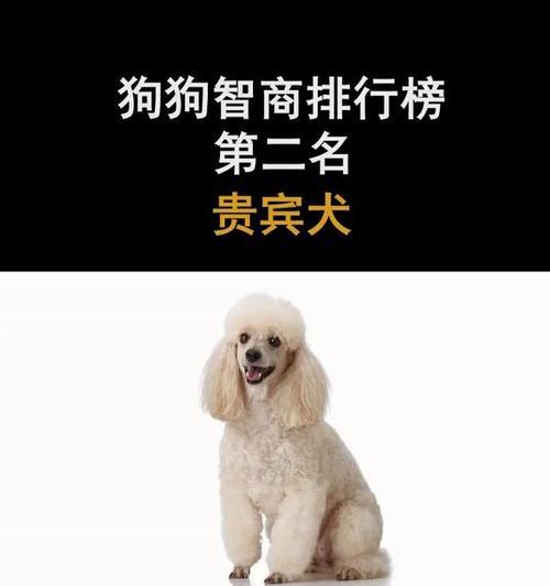 聪明的狗狗排名揭晓！（探寻智商高的狗狗品种，你的狗狗上榜了吗？）