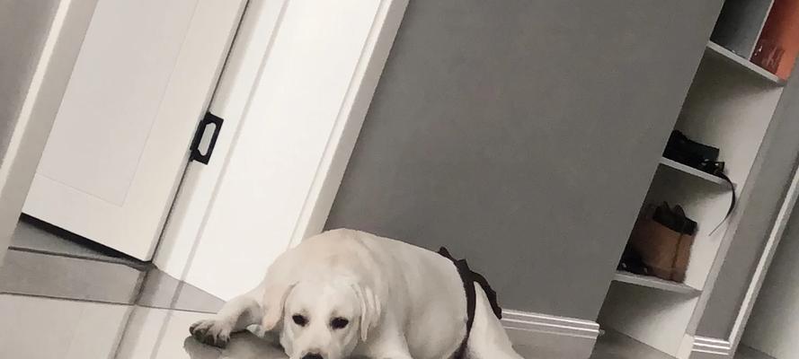 拉布拉多犬月经周期及停止时间剖析（了解拉布拉多犬月经周期及停止时间，助你更好地照顾它们的健康）