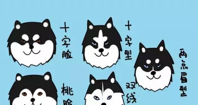 哈士奇和阿拉斯加犬的区别揭秘（别再傻傻分不清啦！从外观到性格，了解这两个独特的犬种）