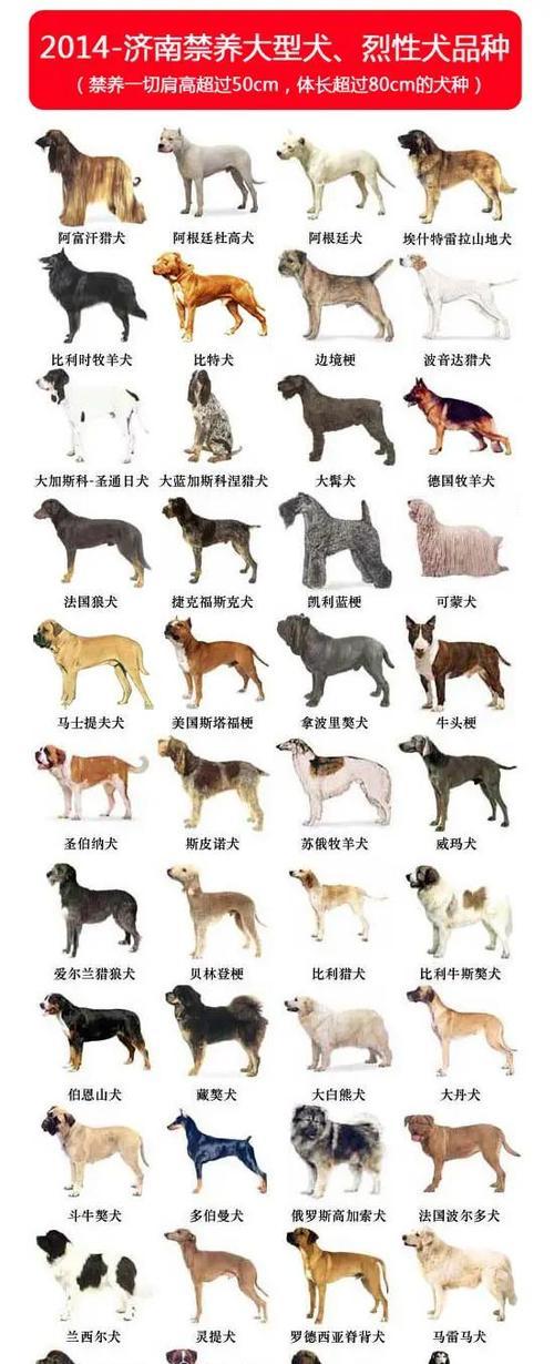 选择适合做搜爆犬的犬种（以聪明、勇敢和敏锐嗅觉为关键特征）