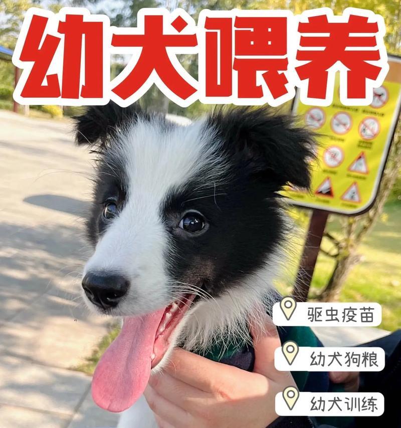 狗狗的成长周期及满月时间（探究狗狗成长的里程碑及满月庆祝的意义）